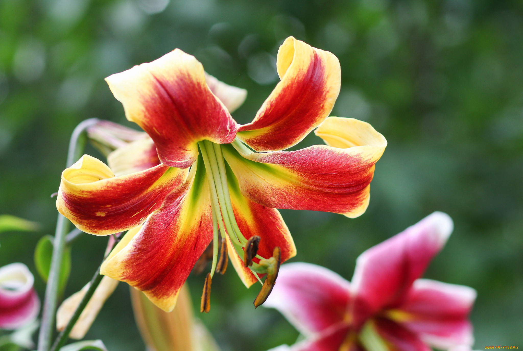 Lilly blooms. Lily Bloom. Lily Blom.